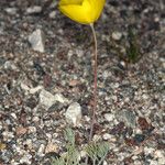 Eschscholzia glyptosperma ᱛᱟᱦᱮᱸ