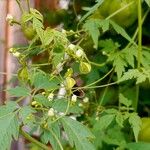 Cardiospermum halicacabum Blatt