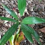 Asplundia utilis Leaf