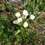 Pinguicula alpina Flor