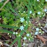 Sedum monregalense Blomma