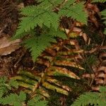 Gymnocarpium dryopteris Blatt