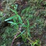 Geniostoma angustifolium