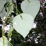 Cissampelos tropaeolifolia Other