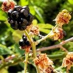 Rubus ulmifolius Feuille