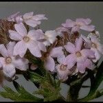 Glandularia gooddingii Květ