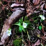 Pinguicula alpina Kwiat