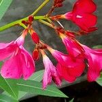 Nerium oleander Blomst