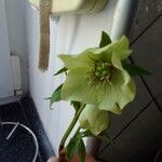 Helleborus viridis 花