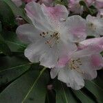 Rhododendron vernicosum Fiore