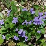 Viola × uechtritziana Habitus