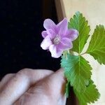 Rubus arcticus Hoja