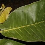 Castilla elastica Leaf