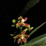 Prosthechea crassilabia Flower