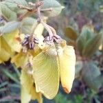 Banisteriopsis schizoptera Fruit