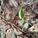 Aristolochia serpentaria Folha