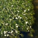 Ranunculus aquatilis Flower