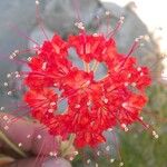 Nyctaginia capitata Цветок