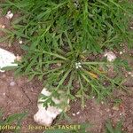 Lepidium squamatum Hábito