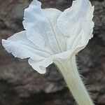 Ruellia bignoniiflora പുഷ്പം