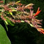 Justicia arborescens Flor