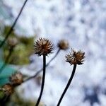 Globularia nudicaulis Fruit