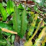 Couratari scottmorii Leaf