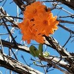 Cordia dodecandra Lorea