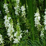 Galega officinalis Blomma