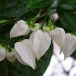 Clerodendrum thomsoniae 花