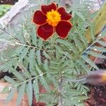 Tagetes erectaÇiçek