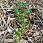 Sedum oreganum Foglia