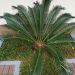 Cycas taiwaniana Blatt