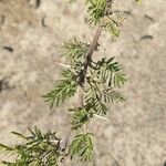 Acacia tortilis Blad