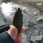 Pseudotsuga menziesii Gyümölcs