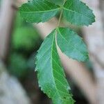 Schinus terebinthifolius Leaf