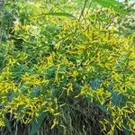 Senecio hercynicus Flower