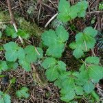 Sanicula crassicaulis Hábitos