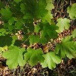 Acer opalus Leaf