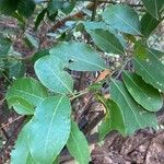 Arbutus menziesii Hoja