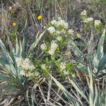 Ceanothus herbaceus অভ্যাস