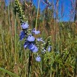 Salvia azurea Flower