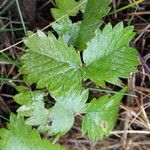 Sanguisorba minor Leaf