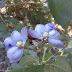 Rotheca myricoides फूल