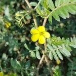 Tribulus terrestrisOther