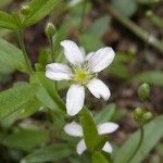 Moehringia lateriflora Žiedas