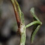 Trifolium pallescens 樹皮