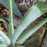 Puya parviflora