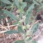 Forsskaolea angustifolia Kvet