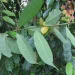 Mabea occidentalis Leaf
